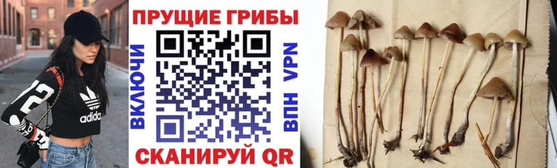 Псилоцибиновые грибы Psilocybine cubensis  как найти наркотики  блэк спрут рабочий сайт  Сясьстрой 